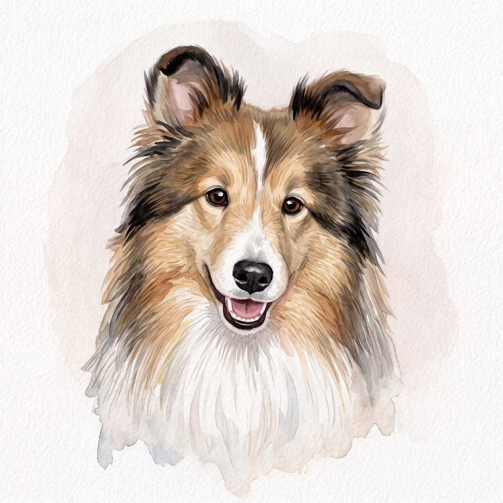 Watercolor portrait of Shetland Sheepdog